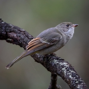 Pachycephala pectoralis at Hackett, ACT - 21 Jul 2022