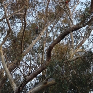 Callocephalon fimbriatum at Fadden, ACT - 8 Jun 2022