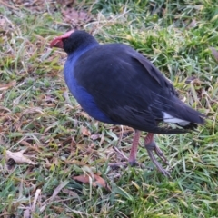 Porphyrio melanotus (Australasian Swamphen) at Gungahlin, ACT - 21 Jul 2022 by TrishGungahlin