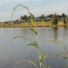 Persicaria hydropiper (Water Pepper) at Coombs Ponds - 22 Mar 2022 by michaelb