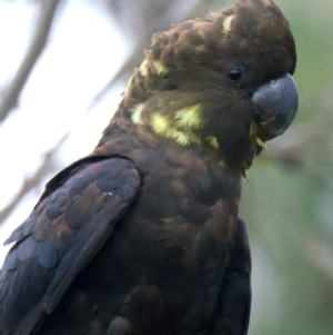 Calyptorhynchus lathami lathami at Larbert, NSW - suppressed