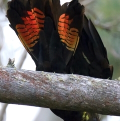 Calyptorhynchus lathami lathami at Larbert, NSW - 20 Jul 2022