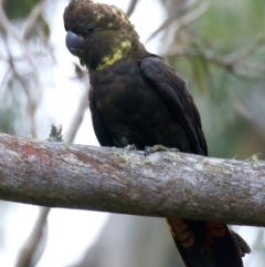 Calyptorhynchus lathami lathami at Larbert, NSW - 20 Jul 2022