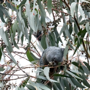 Callocephalon fimbriatum at Larbert, NSW - suppressed