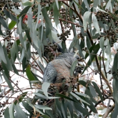 Callocephalon fimbriatum at Larbert, NSW - 20 Jul 2022