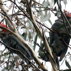 Callocephalon fimbriatum at Larbert, NSW - suppressed