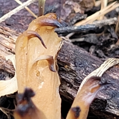 Clavulina vinaceocervina at O'Connor, ACT - 22 Jul 2022 by trevorpreston