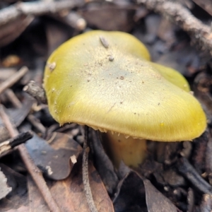 Cortinarius austrovenetus at O'Connor, ACT - 22 Jul 2022