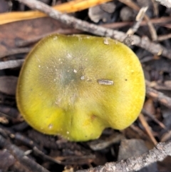 Cortinarius austrovenetus at O'Connor, ACT - 22 Jul 2022