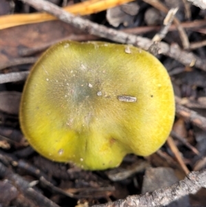 Cortinarius austrovenetus at O'Connor, ACT - 22 Jul 2022