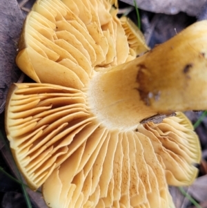 Cortinarius austrovenetus at O'Connor, ACT - 22 Jul 2022