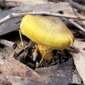 Cortinarius austrovenetus at O'Connor, ACT - 22 Jul 2022