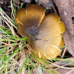 Cortinarius austrovenetus at O'Connor, ACT - 22 Jul 2022