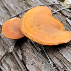 Trametes coccinea at O'Connor, ACT - 22 Jul 2022