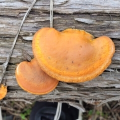 Trametes coccinea at O'Connor, ACT - 22 Jul 2022