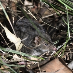 Antechinus mimetes mimetes (Dusky Antechinus) at Paddys River, ACT - 7 Jul 2022 by davidcunninghamwildlife