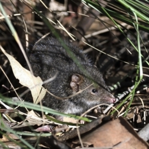 Antechinus mimetes mimetes at Paddys River, ACT - 7 Jul 2022 12:28 PM