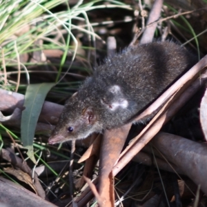 Antechinus mimetes mimetes at Paddys River, ACT - 7 Jul 2022 12:28 PM