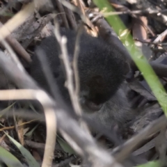 Antechinus mimetes mimetes at Paddys River, ACT - 7 Jul 2022 12:28 PM