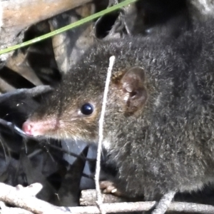 Antechinus mimetes mimetes at Paddys River, ACT - 7 Jul 2022 12:28 PM