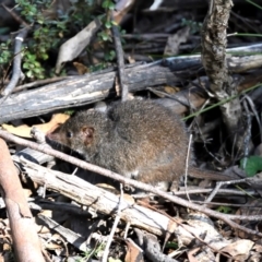 Antechinus mimetes mimetes at Paddys River, ACT - 7 Jul 2022 12:28 PM