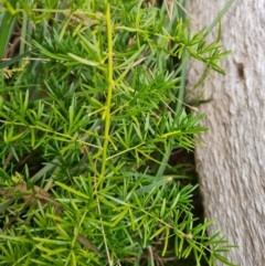 Asparagus aethiopicus (Ground Asparagus) at Jerrabomberra, ACT - 22 Jul 2022 by Mike