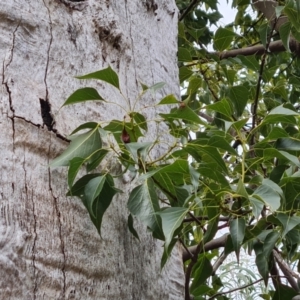 Brachychiton populneus subsp. populneus at Jerrabomberra, ACT - 22 Jul 2022