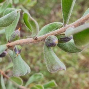 Persoonia rigida at Jerrabomberra, ACT - 22 Jul 2022 02:59 PM