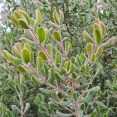 Persoonia rigida at Jerrabomberra, ACT - 22 Jul 2022