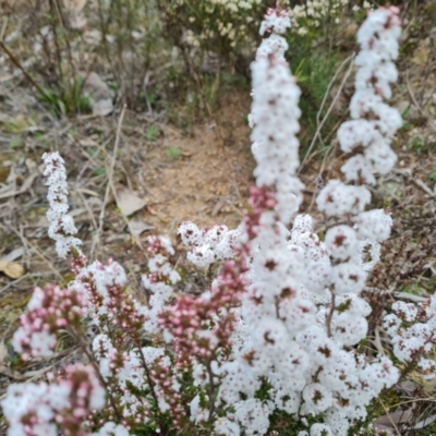 Leucopogon attenuatus (Small-leaved Beard Heath) at Jerrabomberra, ACT - 22 Jul 2022 by Mike