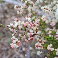 Cryptandra sp. Floriferous (W.R.Barker 4131) W.R.Barker at Wanniassa Hill - 22 Jul 2022 by Mike