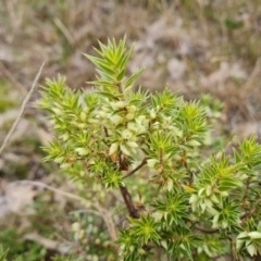 Melichrus urceolatus (Urn Heath) at Wanniassa Hill - 22 Jul 2022 by Mike