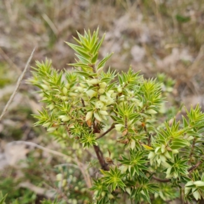 Melichrus urceolatus (Urn Heath) at Jerrabomberra, ACT - 22 Jul 2022 by Mike