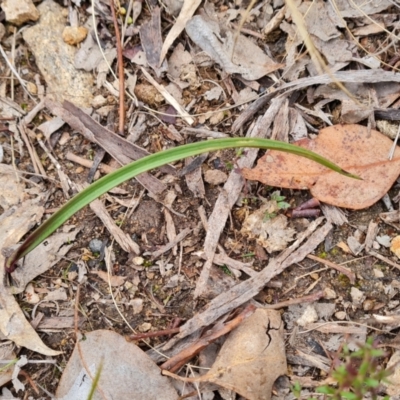 Thelymitra sp. (A Sun Orchid) at Jerrabomberra, ACT - 22 Jul 2022 by Mike
