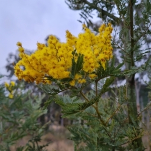 Acacia dealbata X Acacia decurrens at Jerrabomberra, ACT - 22 Jul 2022