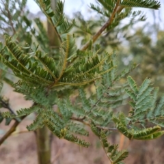 Acacia dealbata X Acacia decurrens at Jerrabomberra, ACT - 22 Jul 2022