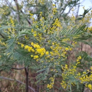 Acacia dealbata at Jerrabomberra, ACT - 22 Jul 2022