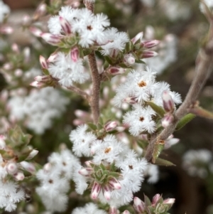 Leucopogon attenuatus at Carwoola, NSW - 22 Jul 2022