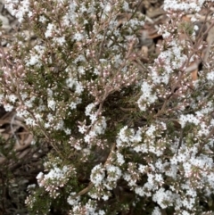 Leucopogon attenuatus at Carwoola, NSW - 22 Jul 2022