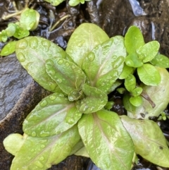 Veronica anagallis-aquatica (Blue Water Speedwell) at QPRC LGA - 22 Jul 2022 by Steve_Bok