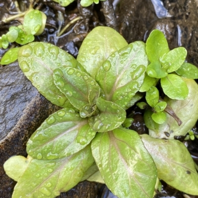 Veronica anagallis-aquatica (Blue Water Speedwell) at QPRC LGA - 22 Jul 2022 by Steve_Bok