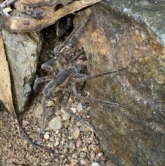 Dolomedes (genus) (Fishing spider) at Carwoola, NSW - 22 Jul 2022 by SteveBorkowskis