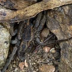 Dolomedes (genus) at Carwoola, NSW - 22 Jul 2022 01:41 PM