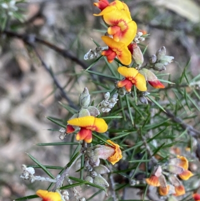 Dillwynia sieberi (Sieber's Parrot Pea) at Carwoola, NSW - 22 Jul 2022 by SteveBorkowskis