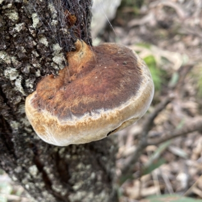 Phellinus sp. (non-resupinate) (A polypore) at Yarrow, NSW - 22 Jul 2022 by SteveBorkowskis