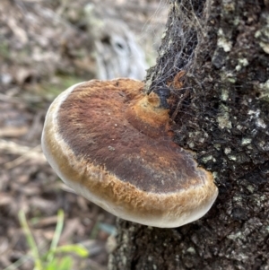 Phellinus sp. (non-resupinate) at Yarrow, NSW - 22 Jul 2022