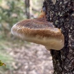 Phellinus sp. (non-resupinate) at Yarrow, NSW - 22 Jul 2022