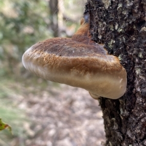 Phellinus sp. (non-resupinate) at Yarrow, NSW - 22 Jul 2022