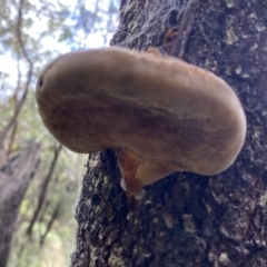 Phellinus sp. (non-resupinate) at Yarrow, NSW - 22 Jul 2022