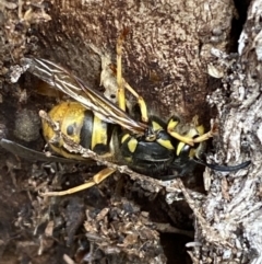 Vespula germanica (European wasp) at Carwoola, NSW - 22 Jul 2022 by SteveBorkowskis